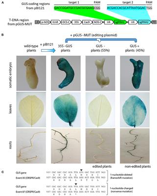 Efficient CRISPR/Cas9 Genome Editing in Alfalfa Using a Public Germplasm